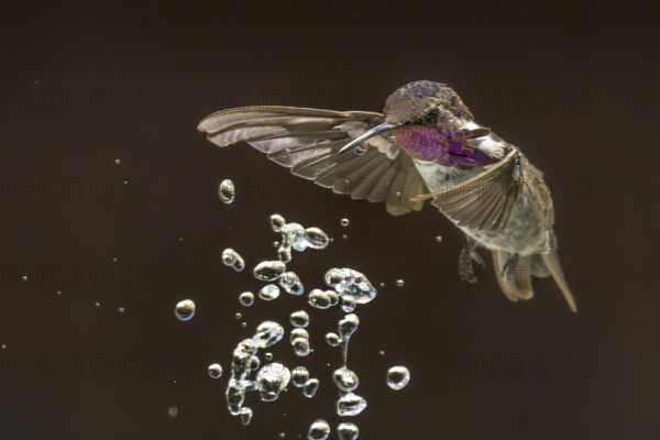 Anna's hummingbird (calypte anna) enjoying the water fountain drops