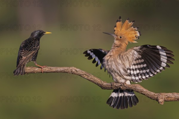 Hoopoe (Upupa epops) Bird of the Year 2022, courtship display, female defending perch against