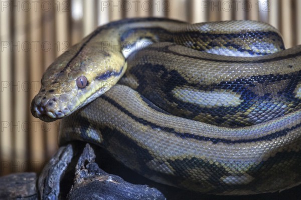 Reticulated python (Malayopython reticulatus), curled, captive, Germany, Europe