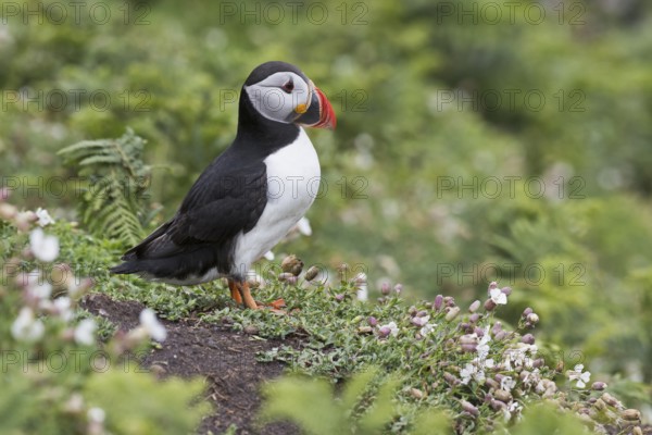 Puffin (Fratercula arctica) Skomer Island, Wales, Great Britain