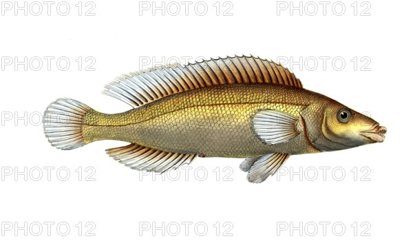 Fish, Fish, Genus of Wrasse, Labrus microlepidotus, Historical, digitally restored reproduction