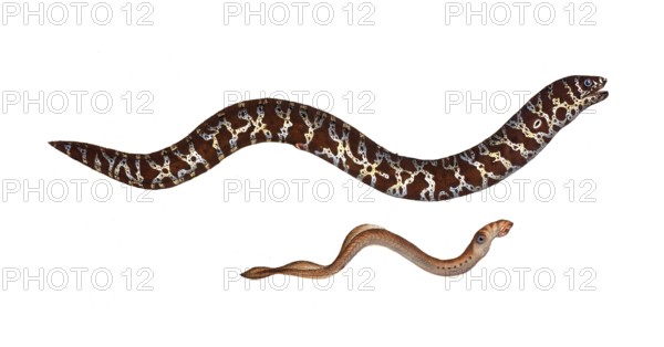 Fish, fishes, top: Gymnothorax catenatus, der Kettenfisch, the chain-fish. bottom: Petromyzon