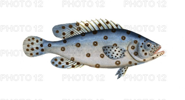 Fish, Fish, Genus of the bannerfish, Anthias argus, the Argus, Historical, digitally restored