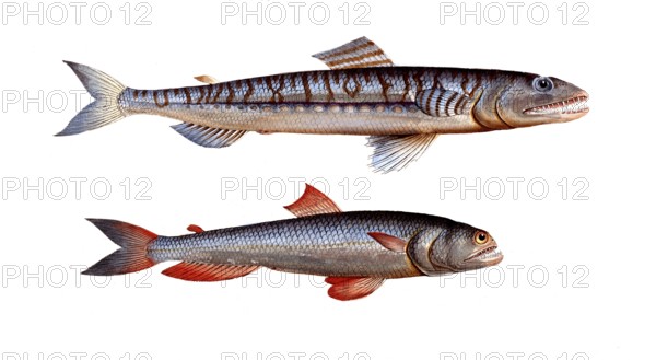 Fish, fishes, top: Salmon family, Salmo saurus, sea lizard, the Sea Lizard, bottom: Salmon family,