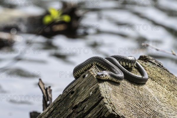 Grass snake (Natrix natrix), Emsland, Lower Saxony, Germany, Europe