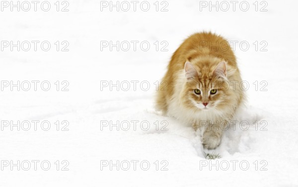 Norwegian Forest Cat (Felis catus) stalking prey in the snow in winter, the Netherlands