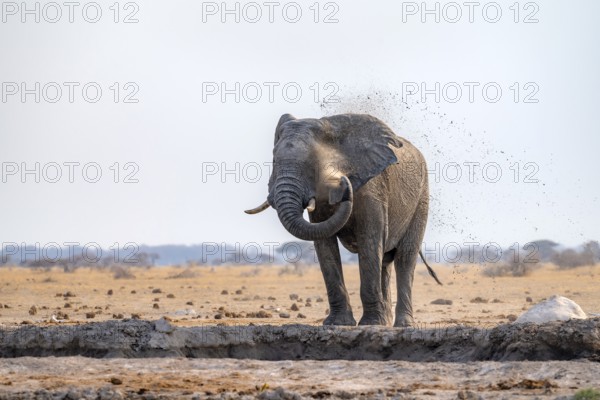 African elephant (Loxodonta africana), bathing at a waterhole, spraying water from its trunk, Nxai