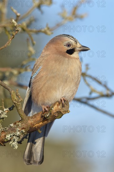 A jay (Garrulus glandarius), sitting on a branch against a blue sky, Odenwald, Hesse, Germany,