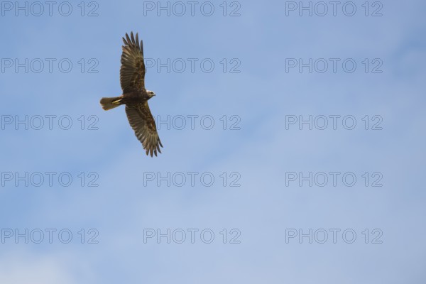 Marsh harrier (Circus aeruginosus), flying female, Langeoog Island, Germany, Europe