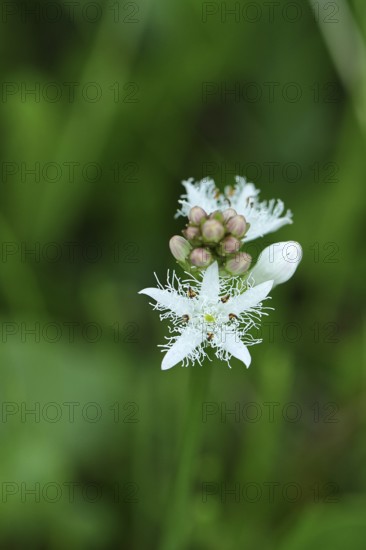 Menyanthes trifoliata or bitter clover, medicinal plant, close-up of a flower in a meadow,