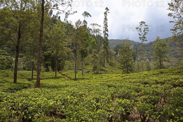 Tea plantation in Ramboda, Nuwara Eliya, Central Province, Sri Lanka, Asia