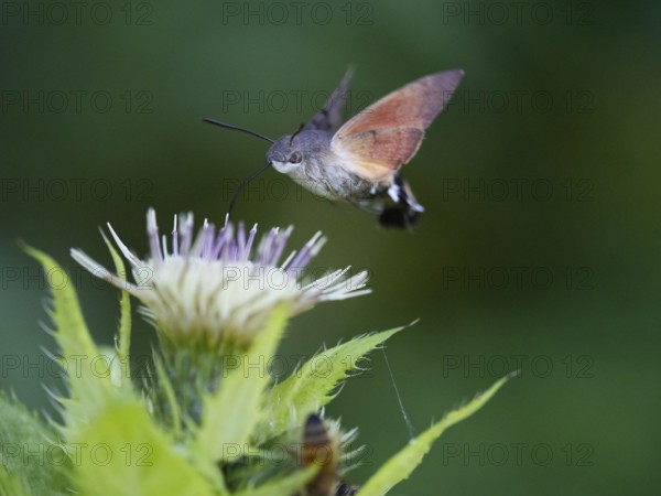Hummingbird Hawk Moth (Macroglossum stellatarum), feeding on nectar from a Marsh thistle flower