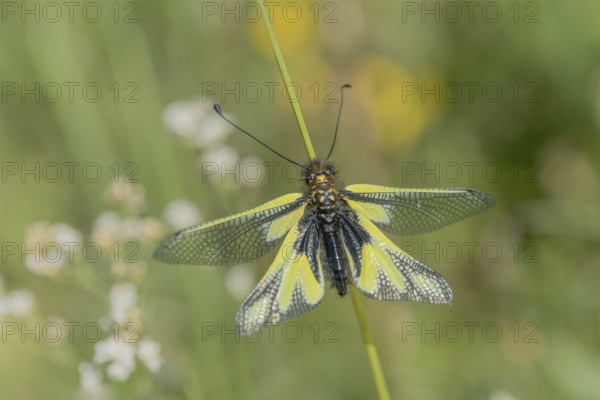 Owly sulphur Ascalaphe (Libelloides coccajus) in a meadow in spring. Kaiserstuhl, Emmendingen,