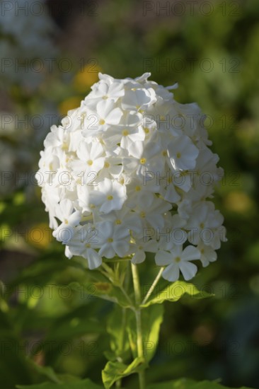 Common viburnum (Viburnum opulus), North Rhine-Westphalia, Germany, Europe