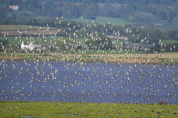 European Golden Plover, Pluvialis apricaria, flock of birds in flight over marshes