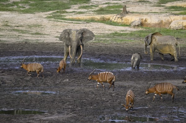Forest elephants (Loxodonta cyclotis) and bongo antelopes (Tragelaphus eurycerus) in the Dzanga Bai