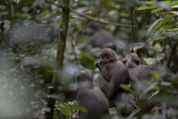 Olivet (Cercocebus agilis) near the Baï-Hokou, Dzanga-Ndoki National Park, Unesco World Heritage