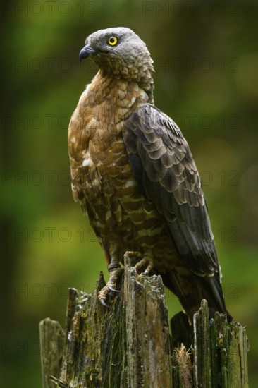 European honey buzzard (Pernis apivorus), Bavarian Forest National Park, Bavaria, Germany, Europe