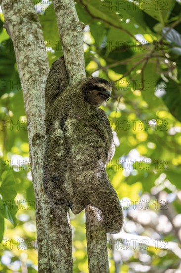 Brown-throated sloth (Bradypus variegatus) on a branch, Cahuita National Park, Costa Rica, Central
