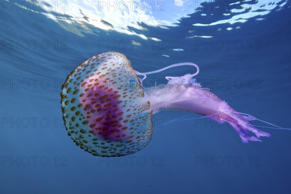 Mauve stinger (Pelagia noctiluca) with purple tentacles swimming in the blue ocean water. Dive site