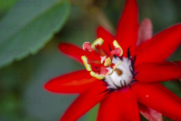 Flower of a red passion flower (Passiflora vitifolia), Tortuguero National Park, Costa Rica,