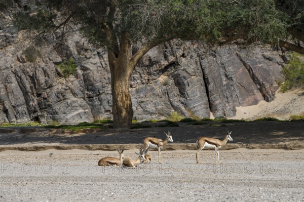 Angolan springboks (Antidorcas angolensis) in the Hoanib dry river, Kaokoveld, Kunene region,