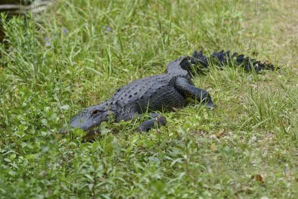 American alligator (Alligator mississippiensis), in the meadow, spring, Shark valley, Everglades