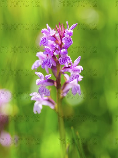 Broad-leaved fingerroot (Dactylorhiza majalis agg.), Bischofswiesen, Berchtesgadener Land, Upper