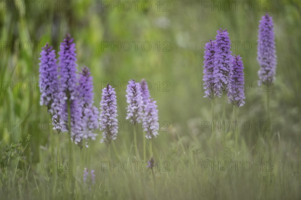 Southern marsh orchid (Dactylorhiza praetermissa), Emsland, Lower Saxony, Germany, Europe