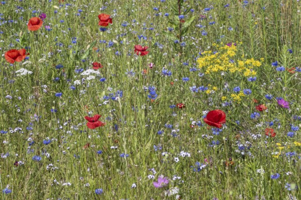 Flower meadow with poppy flower (Papaver rhoeas) and cornflowers (Centaurea cyanea), Emsland, Lower