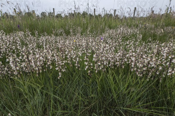 Marsh helleborine (Epipactis palustris), Emsland, Lower Saxony, Germany, Europe