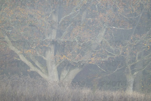 English oak (Quercus robur), in autumn with yellow discoloured leaves, fog, Thuringia, Germany,