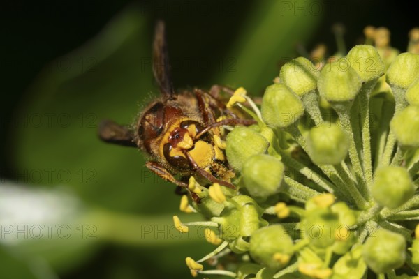 European hornet (Vespa crabro) adult insect feeding on an ivy plant flowers in the summer, England,