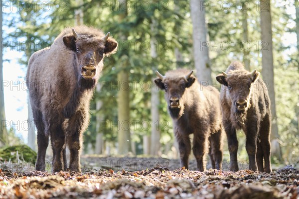 European bison (Bison bonasus) youngsters in a forest in spring, Bavarian Forest, Germany, Europe