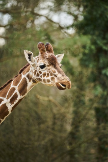 Reticulated giraffe (Giraffa camelopardalis reticulata), portrait, captive, Germany, Europe