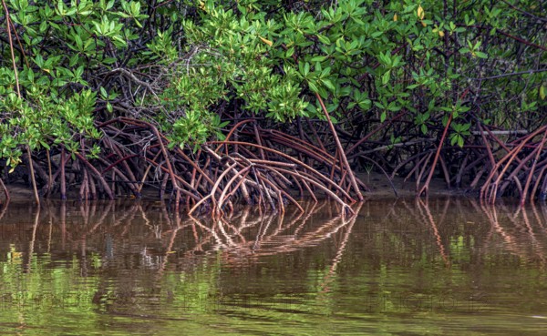 Roots of mangrove trees reflecting in the water on the southern coast of the state of Bahia Serra