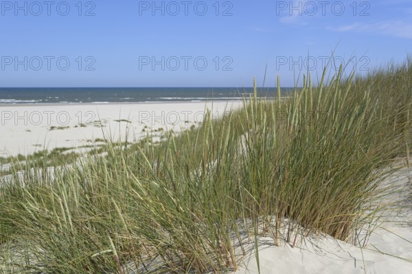 High dune with marram grass (Ammophila arenaria), blue sky, North Sea, Juist, East Frisian Islands,