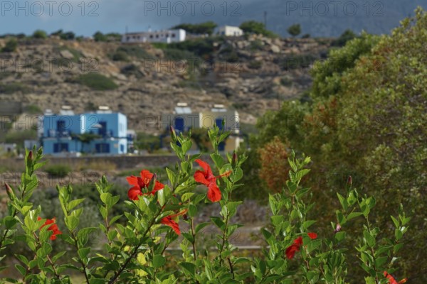 Red flowers of the mallow bush Hibiscus fragilis in the foreground and a small village with