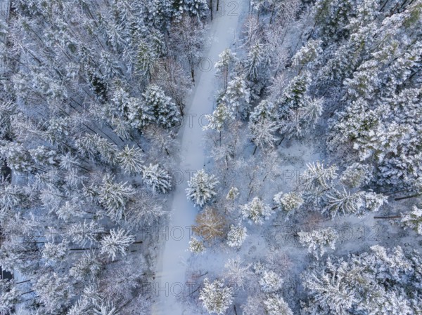 Snowy path through a dense, wintry forest, Bad Wildbad, district of Calw, Black Forest, Germany,