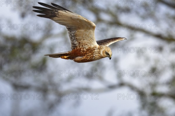 Marsh harrier (Circus aeruginosus) in flight, bird of prey in search of food, Peene Valley River