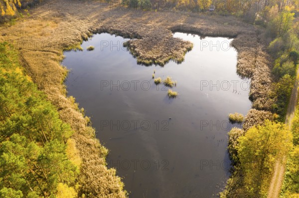 In the shape of a heart, aerial view of a pond of the Luggraben with a wide reed belt in autumn,