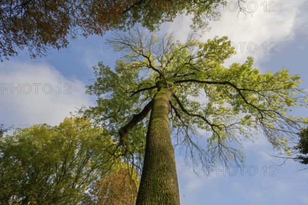 Autumn European ash (Fraxinus excelsior) Mecklenburg-Western Pomerania, Germany, Europe