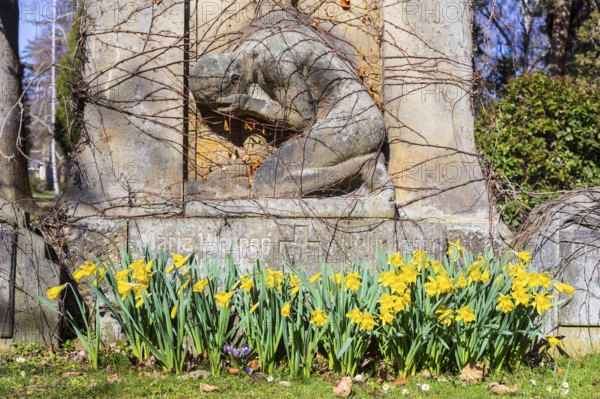 Daffodils (narcissus) blooming on a grave with a gravestone, spring at the Trinitatisfriedhof