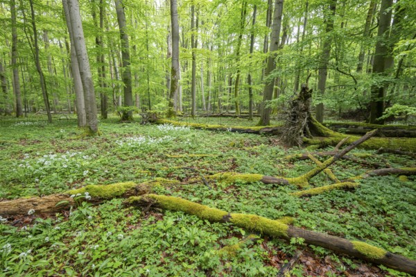 Near-natural deciduous forest with flowering wild garlic (Allium ursinum), deadwood overgrown with
