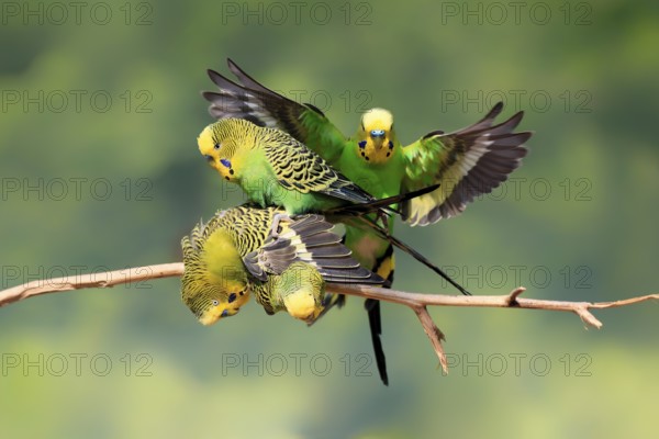 Budgerigar (Melopsittacus undulatus), adult, group, male, female, in perch, mating, social