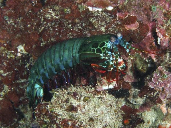 Green clown mantis shrimp (Odontodactylus scyllarus) on a coral reef full of colours, dive site SD,