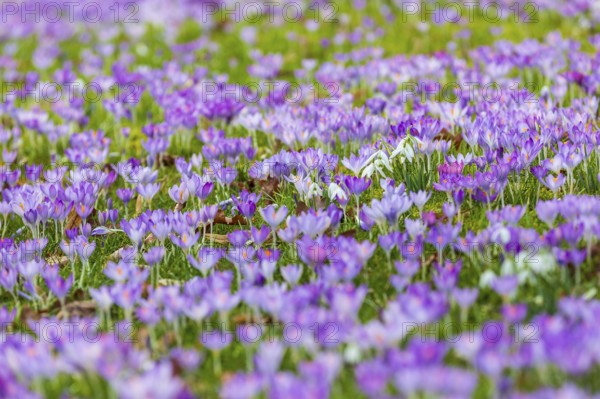 Crocuses (crocus) in bloom, with a few snowdrops (galanthus) flowering in between