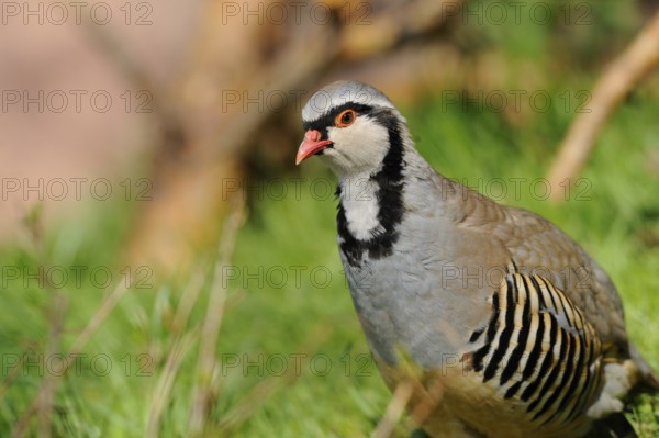 A grey partridge sits on a green meadow in natural surroundings, rock partridge (Alectoris graeca),