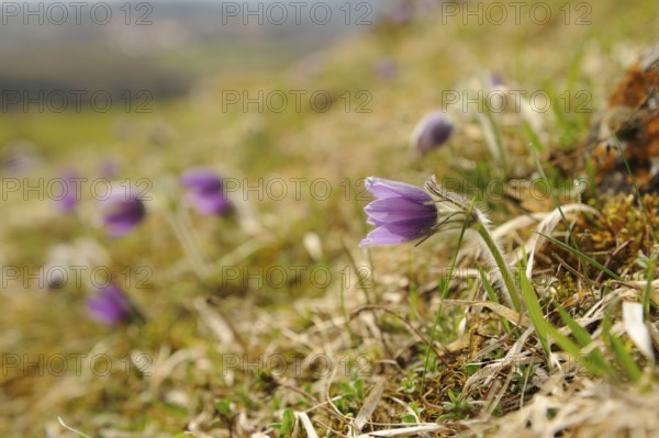 Purple flowers in a meadow with blurred background, Pasque flower (Pulsatilla vulgaris), Upper
