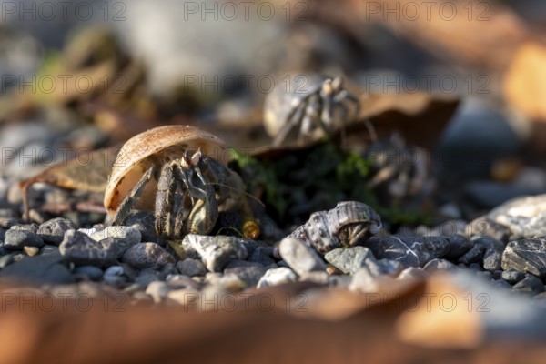 Pacific hermit crab (Coenobita compressus) in gravel Corcovado National Park, Osa Peninsula,